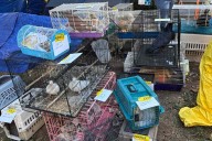 200 Animals — Including Geese and Flying Squirrels — Were 'Living in Squalor' in Home. 2 Humans Were Arrested
