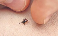 Fumigan primaria al fαIIεςεr menor por posible contagio de rickettsia