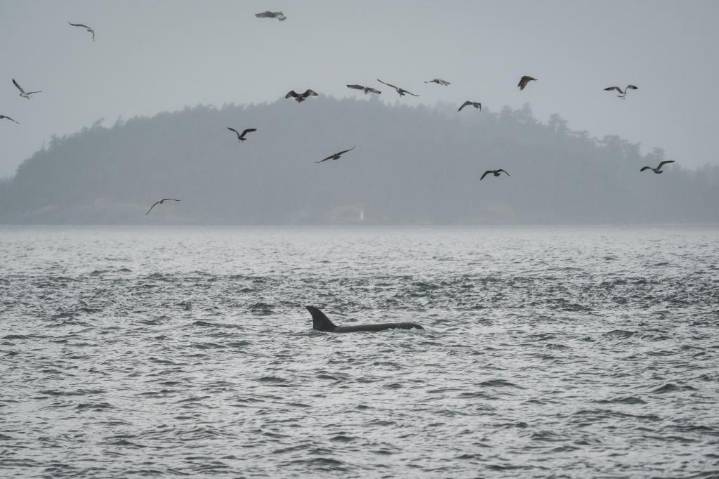 Scientists hope underwater fiber-optic cables can help save orcas