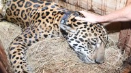 CAR libera un jaguar con collar satelital en la Orinoquia, resolviendo el misterio de su presencia en la cuenca baja del río Bogotá