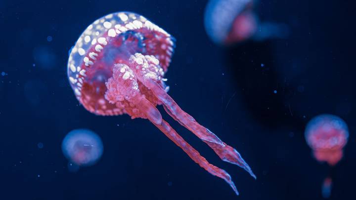 How Do Jellyfish Eat Without Teeth?
