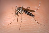 Detectan nuevo caso de dengue en Puerto Aventuras; llaman a mantener patios limpios, eliminar cacharros y evitar acumulaciones de agua