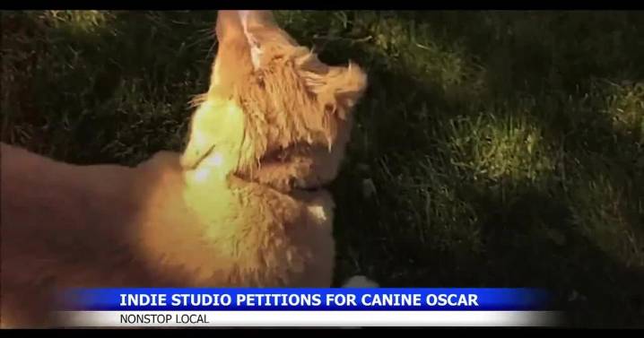 IFC petitions Oscars to recognize animal actors