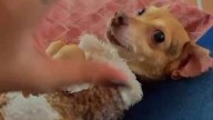 Cómo cuidar a tu mascota del frío: consejos para protegerla este invierno