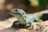 Sabios de las lagartijas, las serpientes y las ranas: 160 herpetólogos advierten en Barcelona del declive de reptiles y anfibios