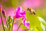 Wild honeybees now officially listed as endangered in the EU