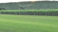 Afectan lluvias al 20% de productores de caña en el Ejido del Hospital