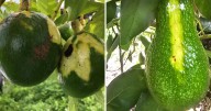 A hidden infection is spreading through Florida avocado trees