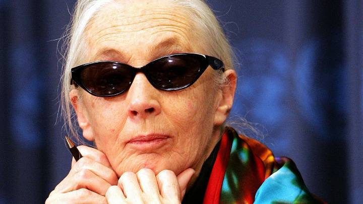 From the Vogue Archives: A 71-Year-Old Jane Goodall on Her Fight to Save the Planet