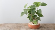 How To Grow A Sacred Fig Tree In Your Container Garden