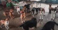 Jauría mata a señora de limpieza en primaria en Edomex y perros mordieron a sus nietos