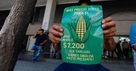 Se está gestando una crisis del maíz en México