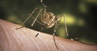 First West Nile virus death confirmed in L.A. County, as studies show that drought conditions may increase risk