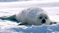 Informe mundial: Las focas del Ártico, hacia la extinción, mientras el 60% de las aves pierde población