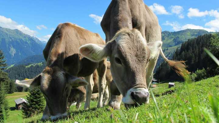 Confirman Más de 15 Casos de Gusano Barrenador en Sierra Negra de Puebla