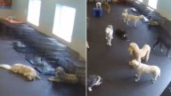 Illinois Golden Retriever Finds His Brother In A Crate And Does The Sweetest Thing