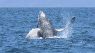 Anuncian la temporada de observación de ballenas 2025