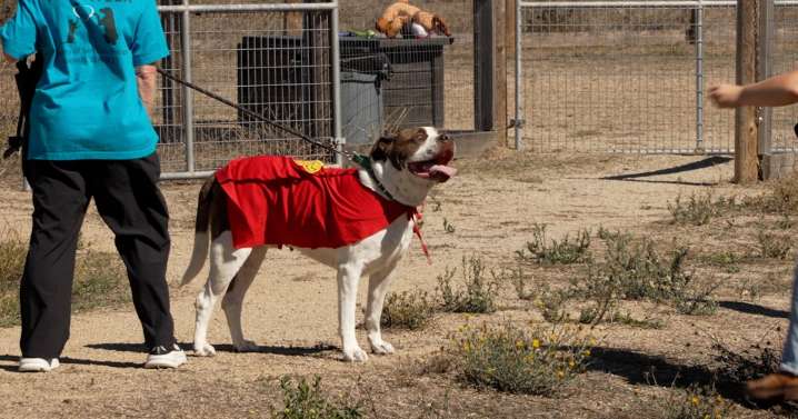 Dog trick-or-treat parade shines spotlight on adoptable pups in San Luis Obispo County
