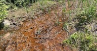 Court OKs pact between conservationists, mining company to aid Kanawha State Forest