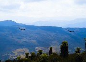 Ilika y Dasan: los cóndores andinos que ayudaron a descubrir las zonas clave para proteger a su especie