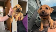 North Carolina Foster Pup’s Outdoor Fun Ends With A Painful Surprise And A Vet Visit