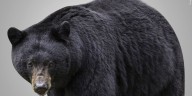 Car hits bear on I-395 in Killingly, police say
