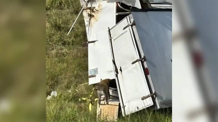 Alerta en EE. UU.: peligrosos monos infectados con enfermedades escaparon tras accidente de un camión