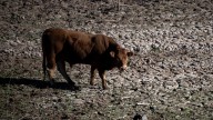 Catalunya empieza a vacunar a más 90.000 animales de Dermatosis Nodular Contagiosa