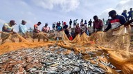 India-UK Trade Deal to Enhance Seafood Exports, Confirms MPEDA
