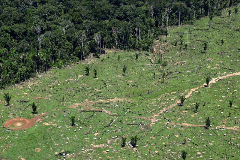 Investors managing $3 trillion in assets urge countries to stop deforestation