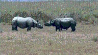 Wild dogs and rhinos vanish from Rajaji National Park; some bird species drop in number, raising serious concerns