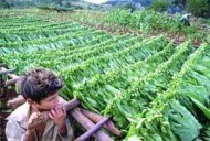 Productores de tabaco advierten consecuencias por aumento de impuestos a cigarros 