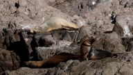 Rescatan a 13 Lobos Marinos en Isla San Jorge en Puerto Peñasco