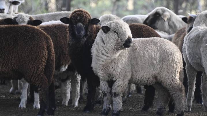 La carne ovina argentina gana terreno en Europa y vuelve a ingresar a Chile