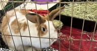 18 bunnies rescued from Milford breeder