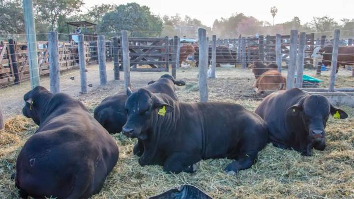 Productores salteños desmienten que la carne argentina tenga aftosa