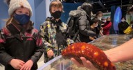 Sea cucumbers wash ashore by the thousands in Oregon town