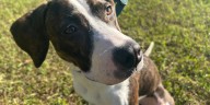 Furry Friday: Pups enjoying new kennels, would enjoy your couch and backyard more!