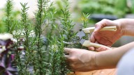 How To Prepare Your Rosemary Plants For Winter So They Come Back Thriving Next Season