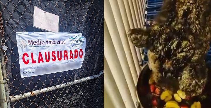 Clausuran zoológico La Pastora en Nuevo León por caso de la osa Mina