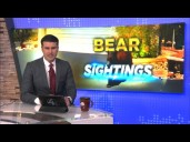 Bear sighting in Oro Valley
