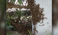 San Luis: vecinos atemorizados por presencia de enjambre de abejas