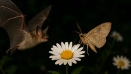 Bombazo en la zoología: un estudio afirma que murciélagos y polillas pueden salvar más flores que las abejas