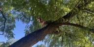 Squirrel chase leads a husky up a tree
