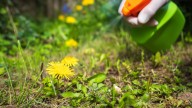 When Is The Best Time To Spray Your Weeds?