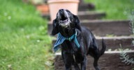 Police give advice on what you can do if your neighbour's dog keeps barking