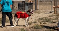 Dog trick-or-treat parade shines spotlight on adoptable pups in San Luis Obispo County