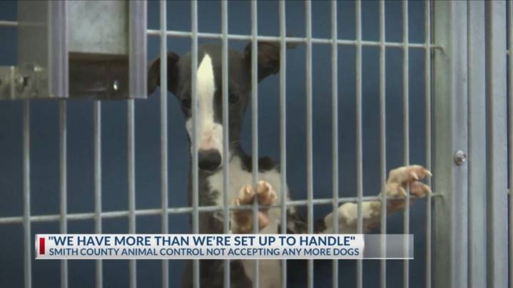 Smith County Animal Shelter at maximum capacity, other shelters helping where they can