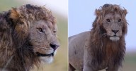 Nature’s Artistry! Watch Video: Lion With Rare Curly Mane Captivates the Internet: “Handsome Boy in the Wild”