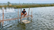 India’s shrimp crisis: Can ‘atmanirbhar prawns’ scale Trump’s tariff wall?